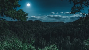 Forest, Night, Photography, Dark, Moon, 4K wallpaper