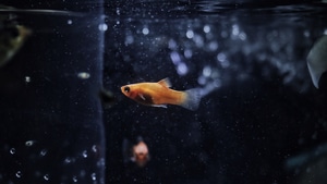 Goldfish, Fish, Animals, 4K wallpaper