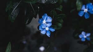 Flower, Nature, 4K wallpaper