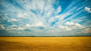 Field, Grass, Nature, Farm, 4K wallpaper