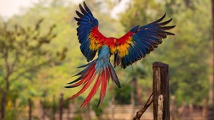 Macaw, Parrot, Birds, 4K wallpaper