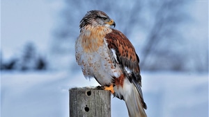 Hawk, Snow, Birds, 4K wallpaper