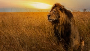 Lion, Animals, 4K wallpaper