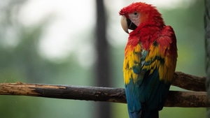 Parrot, Macaw, Birds, 4K wallpaper