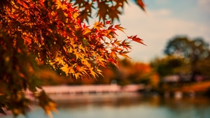 Autumn, Tree, Nature, Lake, 4K wallpaper