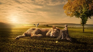 Lion, Sunset, Landscape, 4K wallpaper