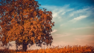 Autumn, Tree, Nature, 4K wallpaper