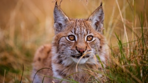 Lynx, Animals, 4K wallpaper