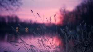 Plants, Nature, Lake, Photography, 4K wallpaper