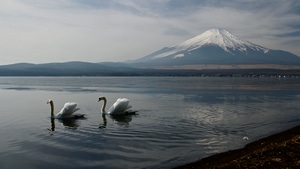 Mount Fuji, Mountains, Nature, Landscape, Duck, 4K wallpaper