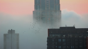 Birds, Photography, Buildings, 4K wallpaper