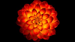 Dahlia flower, Orange flower, Black background, 4K wallpaper