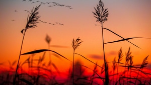 Field, Sunrise, Nature, 4K wallpaper