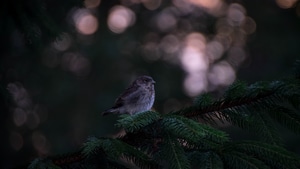 Birds, Forest, 4K wallpaper