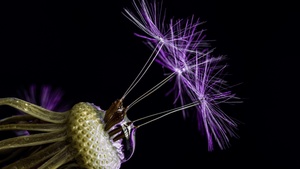 Dandelion flowers, Black background, Macro, 4K wallpaper