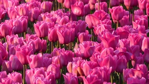Pink Tulips, Tulip flowers, Tulip garden, Spring, 4K wallpaper