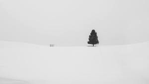 Snow, Tree, Minimalism, Minimalist, Nature, 4K wallpaper