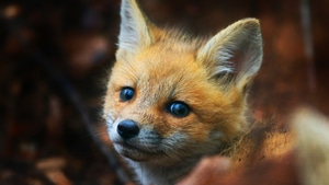 Fox, Cub, Animals, 4K wallpaper