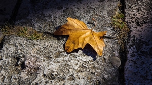 Leaf, Autumn, Nature, 4K wallpaper