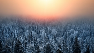 Morning, Forest, Nature, 4K wallpaper