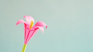 Flowers, Pink, 4K wallpaper