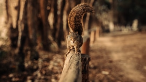 Squirrel, Snow, Animals, Fence, Macro, 4K wallpaper