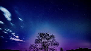 Galaxy, Sky, Tree, Nature, 4K wallpaper