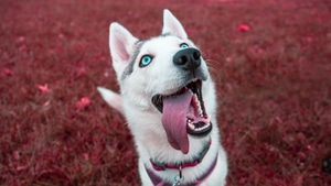 Siberian Husky, Animals, Dog, 4K wallpaper