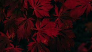 Leaf, Dark, Autumn, Photography, Nature, 4K wallpaper