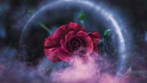 Rose, Flowers, Photography, 4K wallpaper