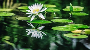 Water Lilies, Flowers, 4K wallpaper