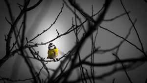 Birds, 4K wallpaper