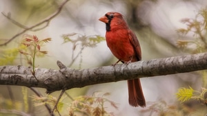 Northern Cardinal, Birds, 4K wallpaper
