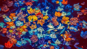 Leaves, Colorful, Nature, 4K wallpaper