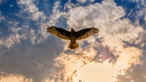 Buzzard, Birds, 4K wallpaper