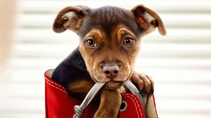 A Dogs Way Home, Movies, 2019 Movies, Dogs, Animals, 4K wallpaper