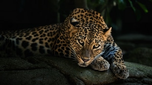 Leopard, Animals, 4K wallpaper