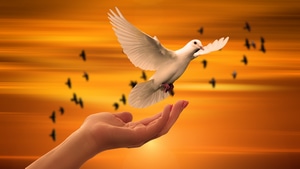 Dove, Birds, 4K wallpaper