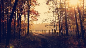 Nature, Sunbeam, 4K wallpaper
