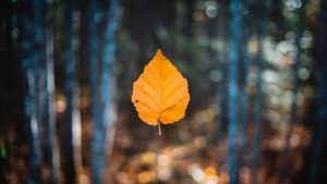Autumn, Leaf, Nature, 4K wallpaper