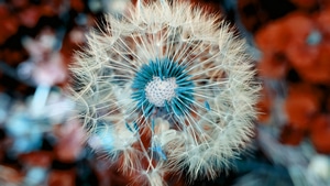 Dandelion, Plant, Flowers, Nature, Macro, 4K wallpaper