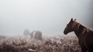 Horse, Animals, 4K wallpaper