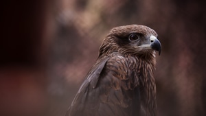 Hawk, Birds, Predator, 4K wallpaper