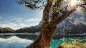 Tree, Nature, Landscape, Reflection, 4K wallpaper