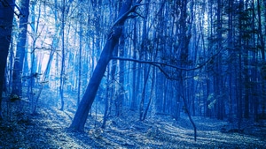 Evening, Forest, Nature, 4K wallpaper