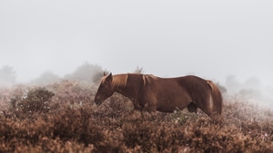 Horse, Animals, 4K wallpaper