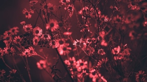 Red, Tree, Flowers, Nature, 4K wallpaper