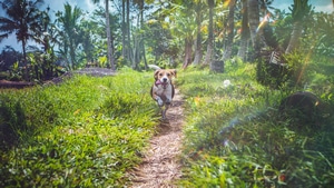 Beagle, Dog, Animals, 4K wallpaper