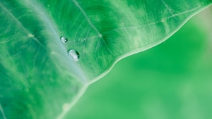 Drops, Leaf, Macro, 4K wallpaper