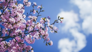 Blossom, Flowers, 4K wallpaper